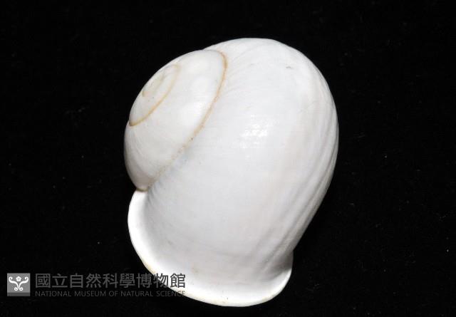 未知種光澤蝸牛藏品圖，第21張