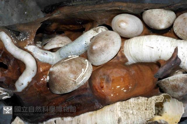 尖頂梳齒笠螺藏品圖，第21張