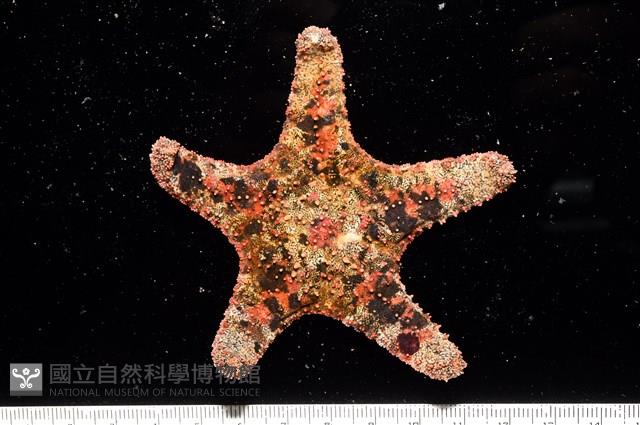 未知種瘤海星藏品圖，第21張