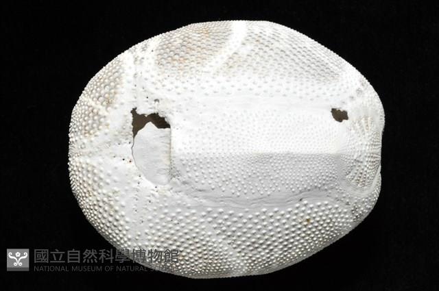 心形海壺藏品圖，第21張