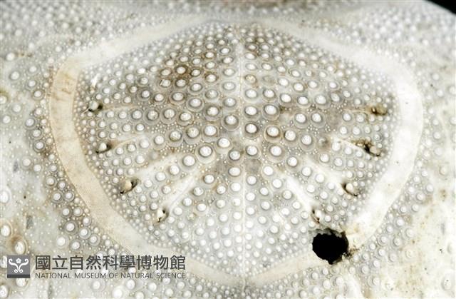 心形海壺藏品圖，第21張