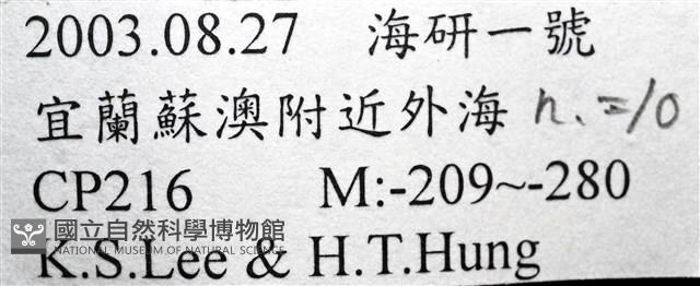 造殼海葵之一種藏品圖，第21張
