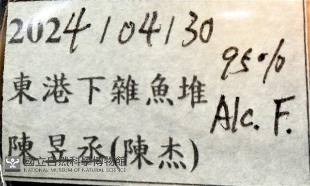 道氏深水虱藏品圖，第21張