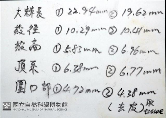 環棘深淵沙棱海膽藏品圖，第21張