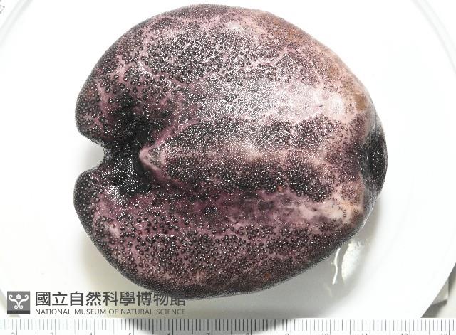 心形緣帶海膽藏品圖，第21張