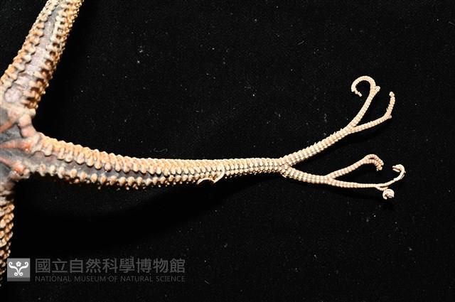 鞭枝蛇尾藏品圖，第33張