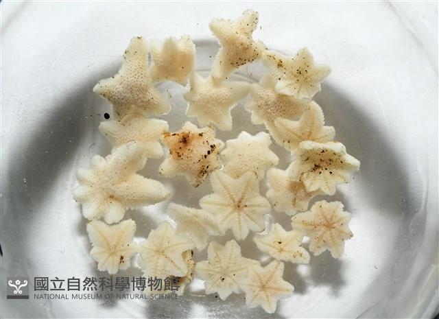伯頓海燕藏品圖，第13張