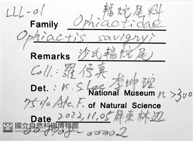 沙氏輻蛇尾藏品圖，第13張