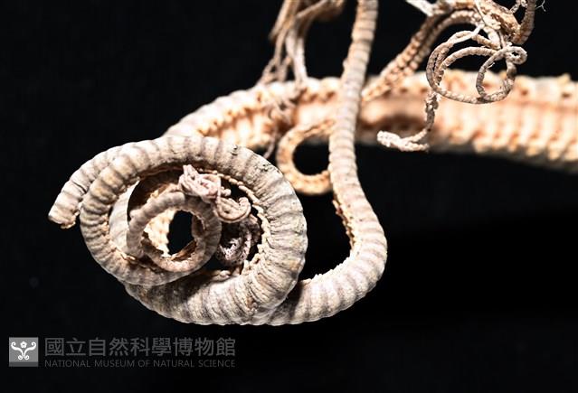 鞭枝蛇尾藏品圖，第13張