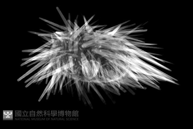 口鰓海膽藏品圖，第13張