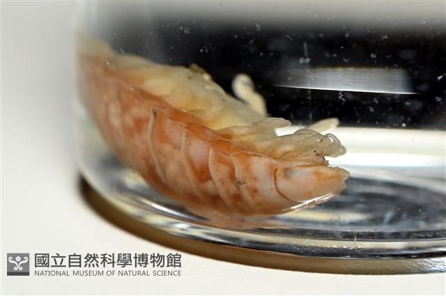 未知種尖甲水虱藏品圖，第13張