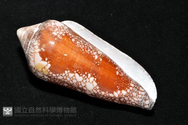 美華芋螺藏品圖，第13張