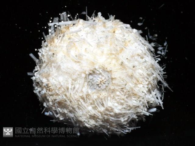 艾氏鋸海膽藏品圖，第13張