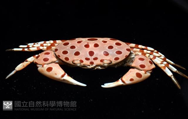 紅斑斗蟹藏品圖，第13張
