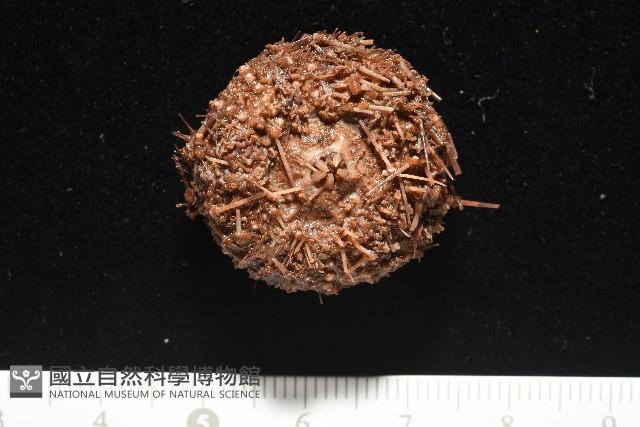 魯氏硬海膽藏品圖，第13張