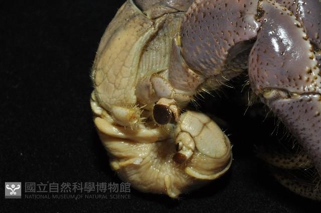 短腕陸寄居蟹藏品圖，第13張
