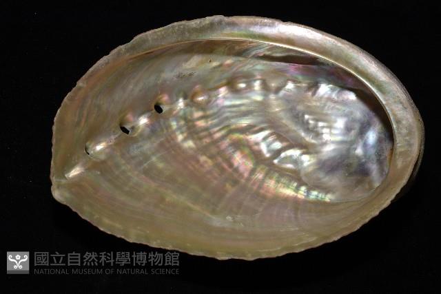 盤鮑螺藏品圖，第13張