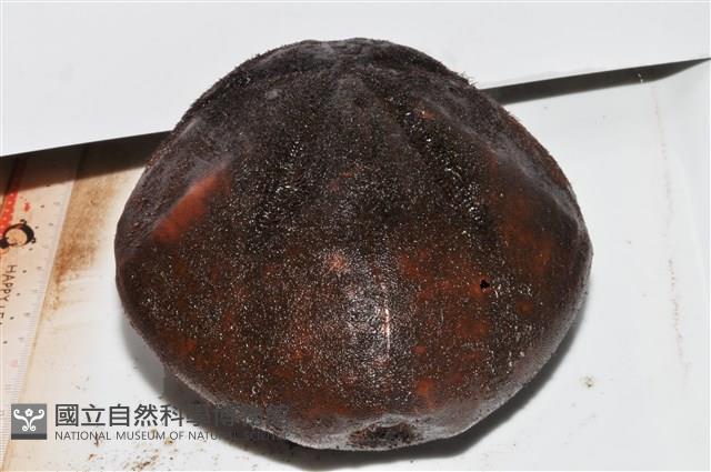 心形海壺藏品圖，第13張