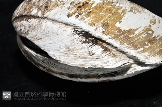 索足蛤藏品圖，第13張