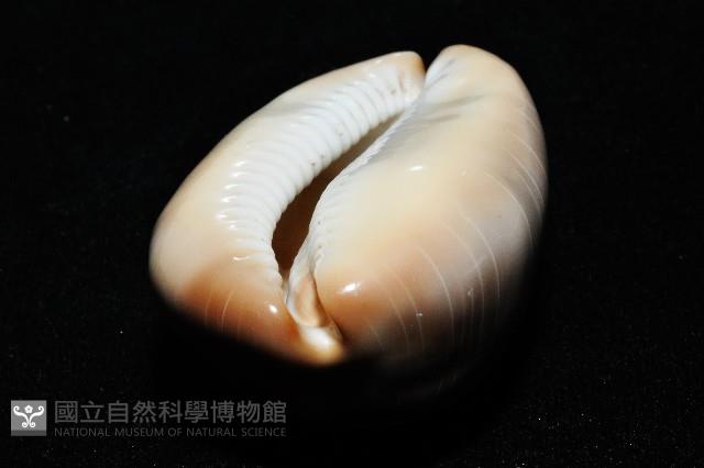 金棗寶螺藏品圖，第13張