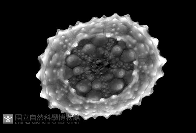 石筆海膽(鉛筆海膽)藏品圖，第13張