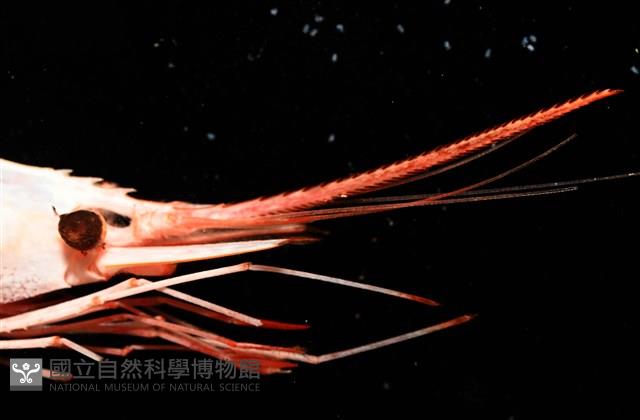 雄偉紅蝦藏品圖，第13張