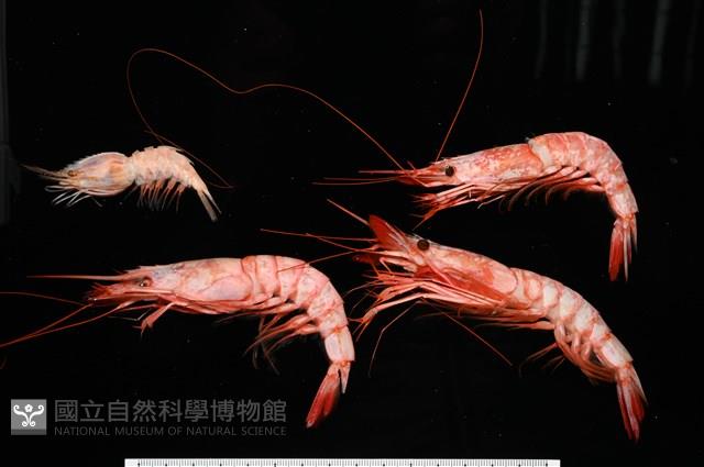 未知種擬對蝦蝦虱藏品圖，第13張