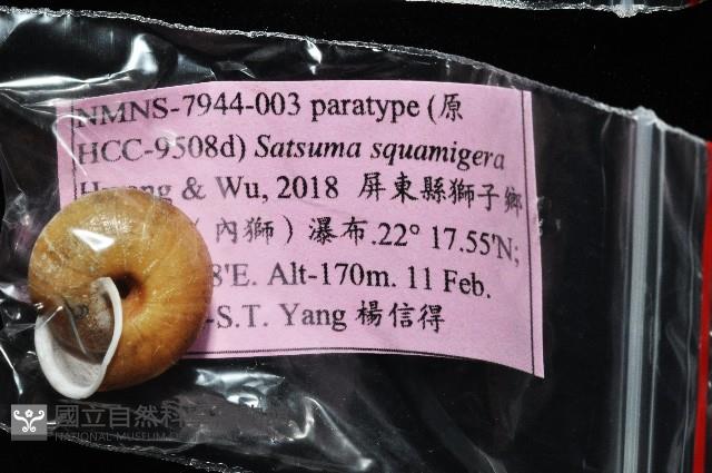 鱗高腰蝸牛(鱗菱蝸牛)藏品圖，第13張
