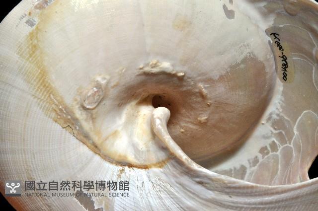 寺町翁戎螺藏品圖，第13張