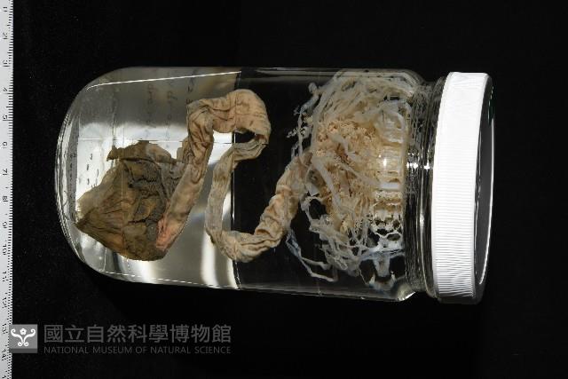 盔形水母之一種藏品圖，第13張