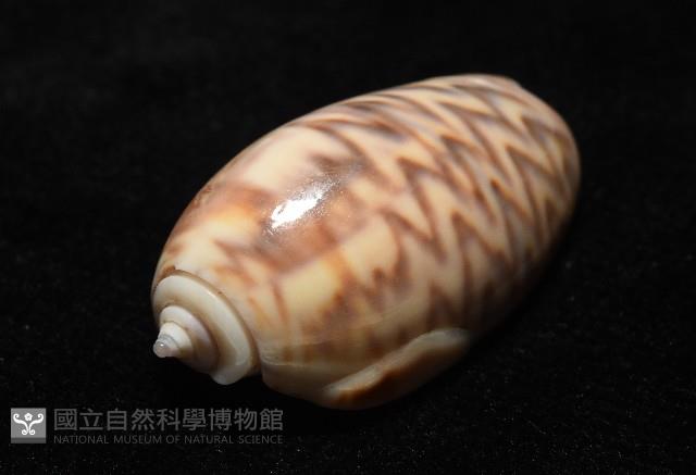 泡形榧螺藏品圖，第13張