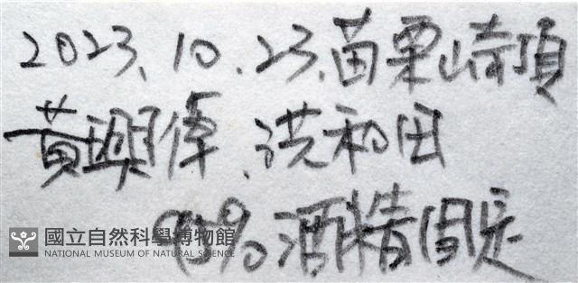 可疑翼手參藏品圖，第13張