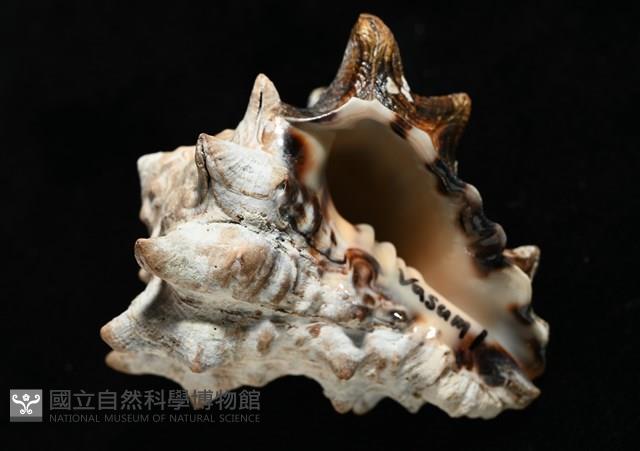 短拳螺藏品圖，第13張