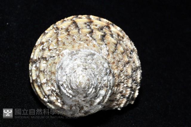 美麗蠑螺藏品圖，第13張