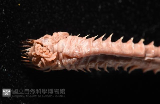 未知種筆帽蟲藏品圖，第13張