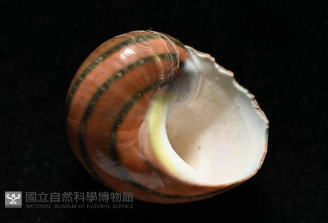 芮氏蠑螺藏品圖，第13張