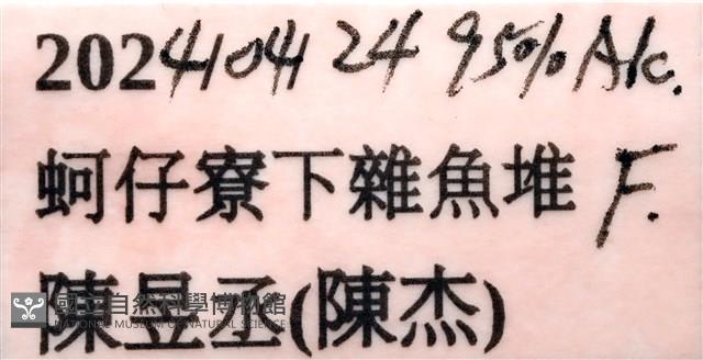 日本銀帶耳烏賊藏品圖，第13張