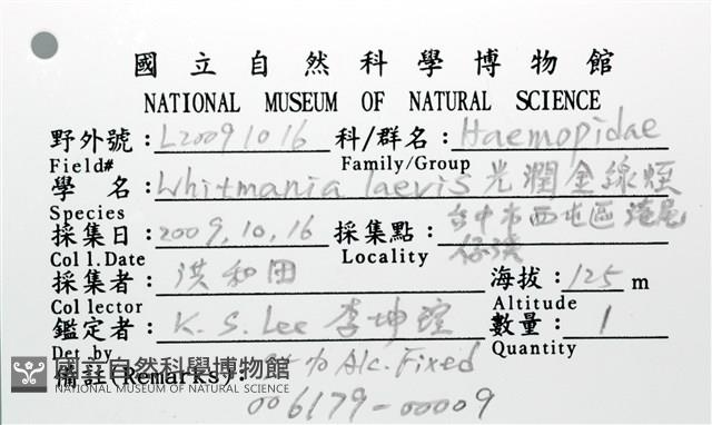 光潤金線蛭藏品圖，第12張