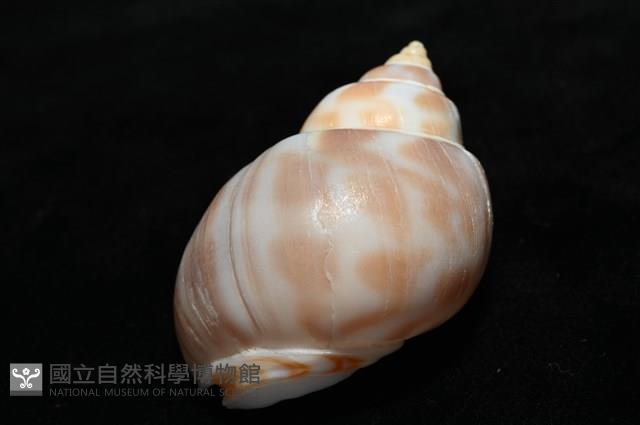 妃珍鳳螺藏品圖，第13張