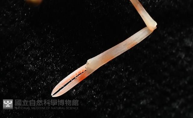 強壯蛛形蟹藏品圖，第13張
