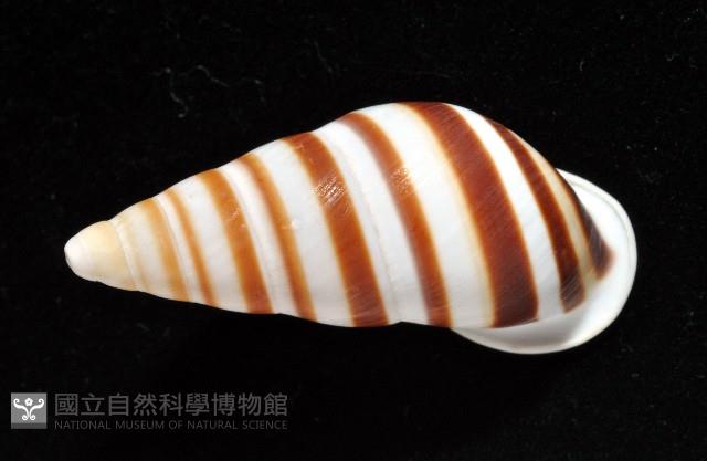美嬌蝸牛藏品圖，第13張