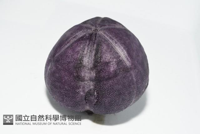 中華釜海膽藏品圖，第13張