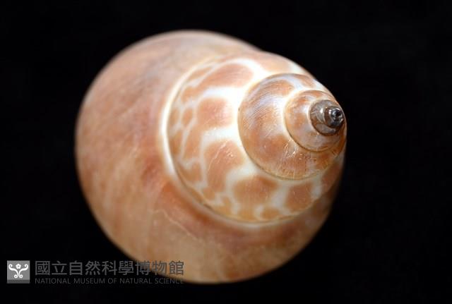錫蘭鳳螺藏品圖，第13張