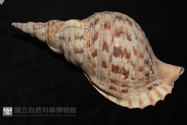 大法螺藏品圖，第13張