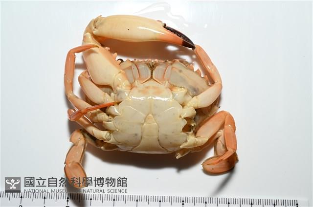 晶瑩蟳藏品圖，第12張