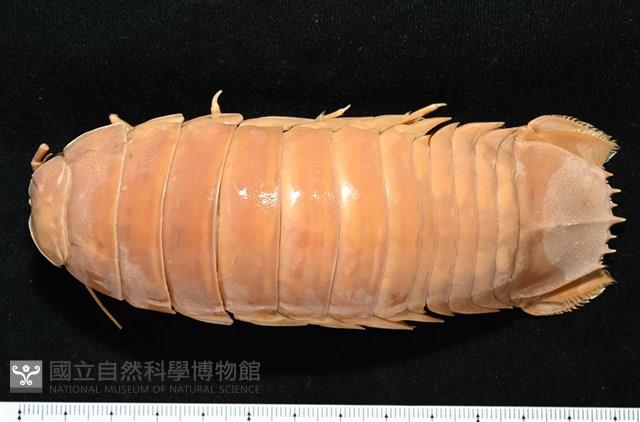 道氏深水虱藏品圖，第13張