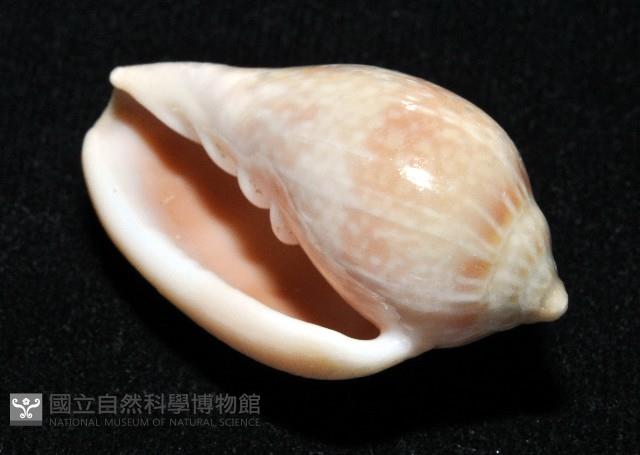 艷紅穀米螺藏品圖，第13張