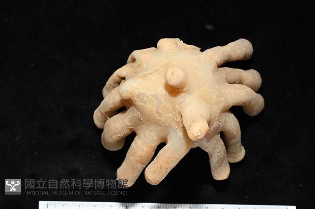寄居蟹鞘群海葵藏品圖，第13張