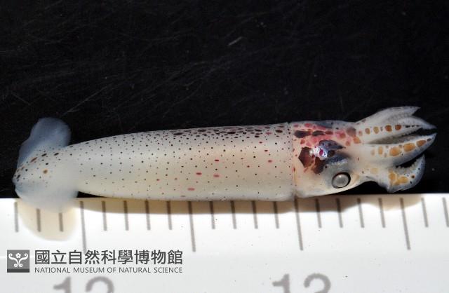 奧蘭鳶柔魚藏品圖，第13張
