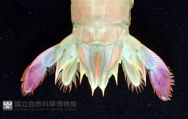 脊尾齒指蝦蛄藏品圖，第13張